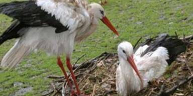 storch