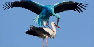 storch_440