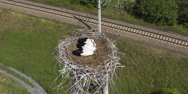 Störche okkupieren EVN-Mast
