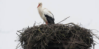 Mann (60) attackiert Polizisten mit Mistgabel