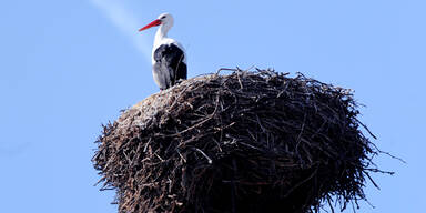 Mistgabel-Attacke im Streit um Storchennest