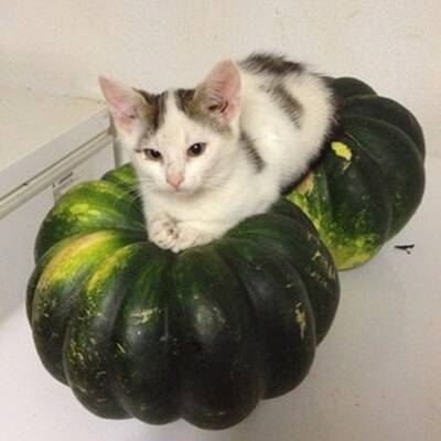 10. Platz: Nelly (7 M.), 1.891 Votes