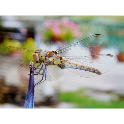 Die neuesten Urlaubsfotos