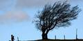 sturm_baum