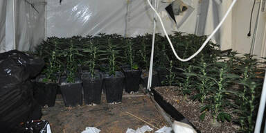 Gerichtsvollzieher entdeckt Suchtgiftplantage