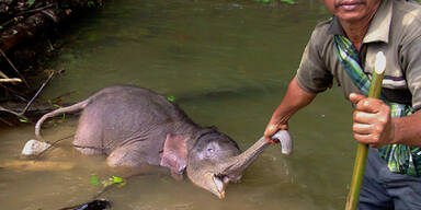 Foto von totem Baby-Elefant schockt die Welt