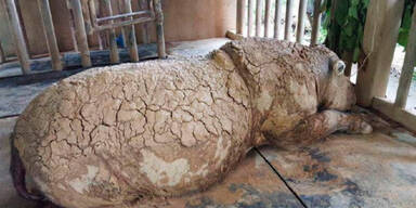 Sumatra-Nashorn in Malaysia ausgestorben!