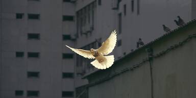 "Neunkirchen-Frieden": &Ouml;VP-Chef versucht den "Mediator"