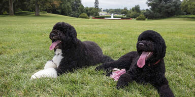 Obama erneut auf den Hund gekommen