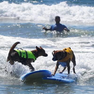 Surfende Hunde in Kalifornien