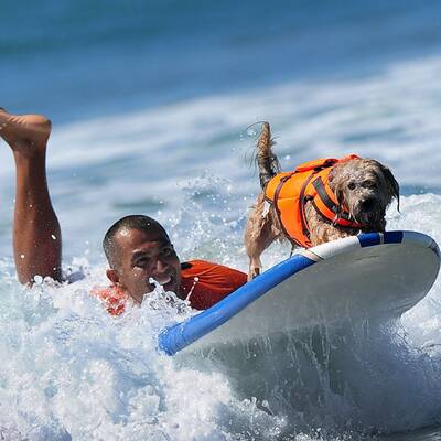 Surfende Hunde in Kalifornien