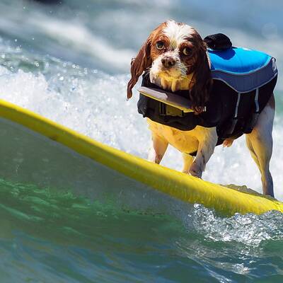 Surfende Hunde in Kalifornien