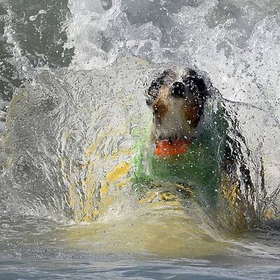 Surfende Hunde in Kalifornien