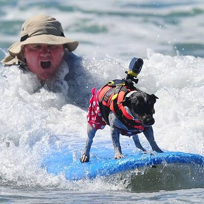 Surfende Hunde in Kalifornien