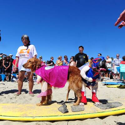 Surfende Hunde in Kalifornien