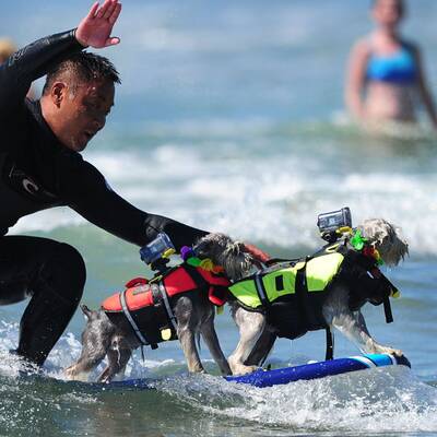 Surfende Hunde in Kalifornien