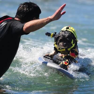 Surfende Hunde in Kalifornien