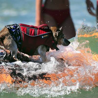 Surfende Hunde in Kalifornien