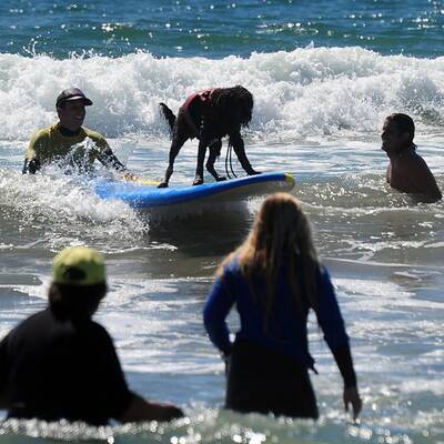 Surfende Hunde in Kalifornien