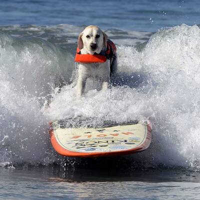 Surfende Hunde in Kalifornien