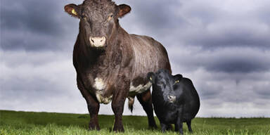 Kleinste Kuh der Welt misst 84 Zentimeter