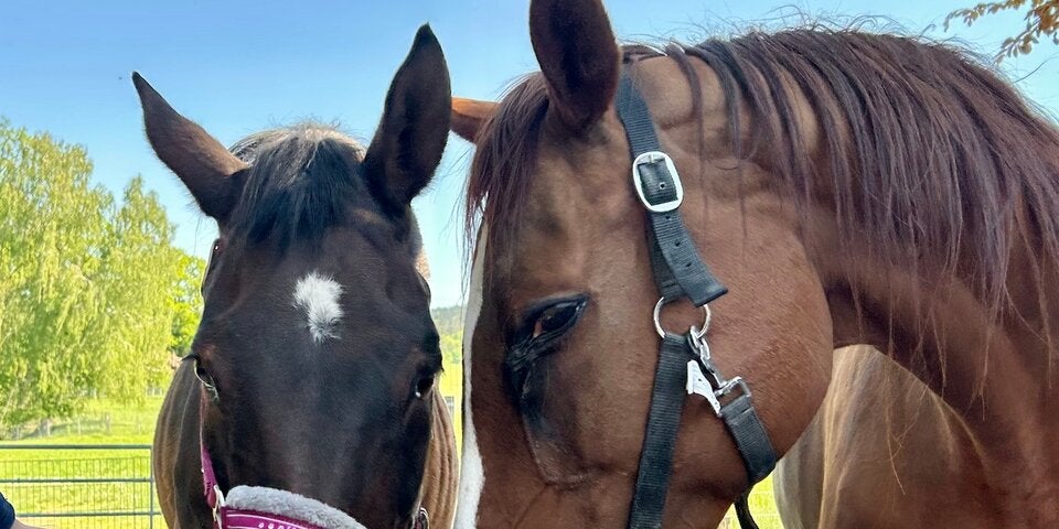 Hurra! Die Stuten Tamdana und Anastasia dürfen bleiben