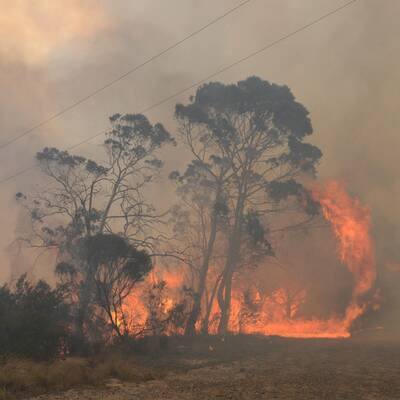 Waldbrände wüten bei Sydney