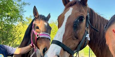Hurra! Die Stuten Tamdana und Anastasia dürfen bleiben