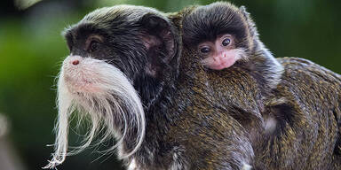 Affen-Baby entzückt Tiergarten Schönbrunn