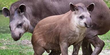 Tapir übersiedelt nach Australien.
