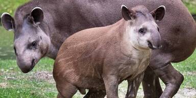 Der Tapir lebt sich in seiner neuen Heimat gut ein.