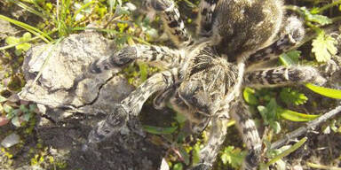 S&uuml;drussische Tarantel