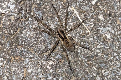 Schwarzbäuchige Tarantel