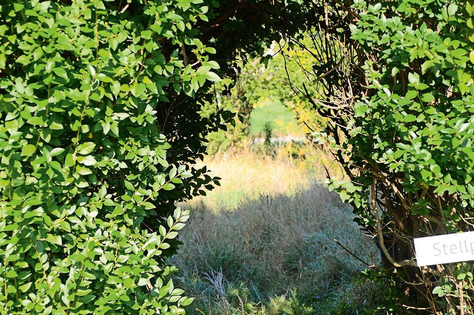 Mörbisch-Mord: Spuren-Suche im Garten