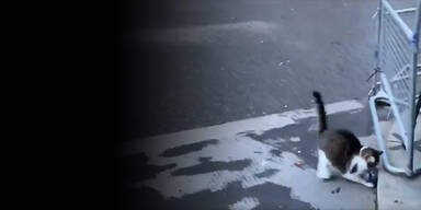 Warten auf Brexit: Johnsons Katze liefert perfekten Auftritt