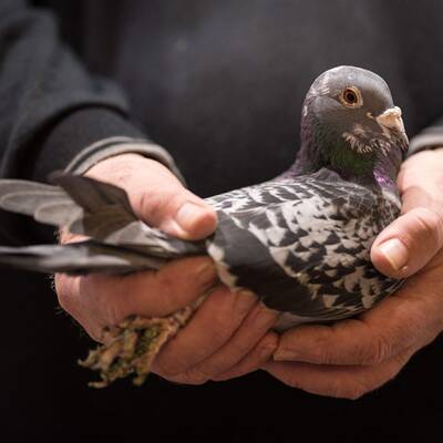 Voting: Mit wem soll Lugner zum Opernball?