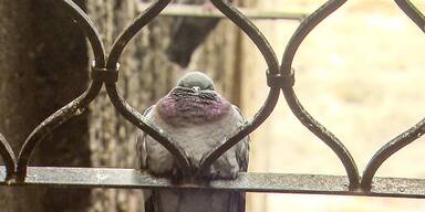 Salzburg setzt auf Taubenschläge statt Taubenplage