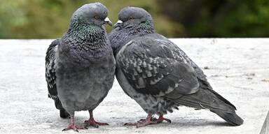 Pest-Alarm: 40 Tauben get&ouml;tet