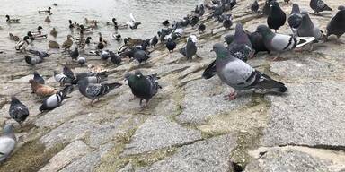 Salzburg setzt auf Taubenschläge statt Taubenplage