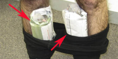 Australier schmuggelte Tauben in der Hose