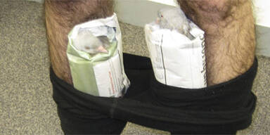 Australier schmuggelte Tauben in der Hose