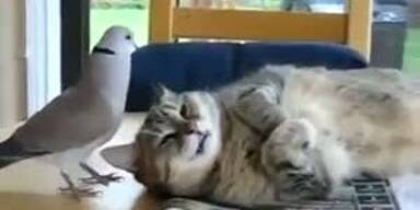 Mutig: Taube st&ouml;rt Mittagsschlaf der Katze