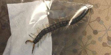 Teen zieht 10 cm- Tausendfüßer aus Ohr