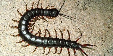 tausendf&uuml;ssler_buenos dias