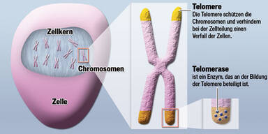 telomere