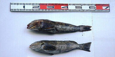 Grünling bei Fukushima