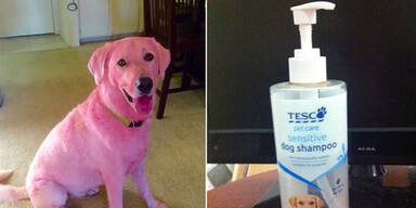 Twitter-Aufregung um rosaroten Labrador