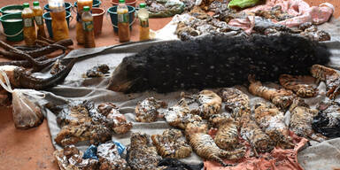 40 tote Tigerbabys in Tempel gefunden