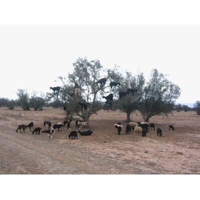 Das lustigste Sommerfoto