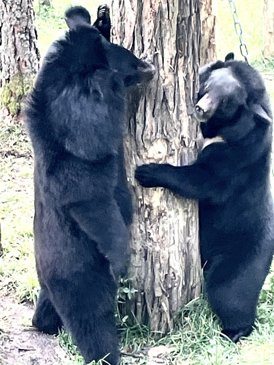 Verlobung im Weißen Zoo: Dimitri und Amira wollen's wagen